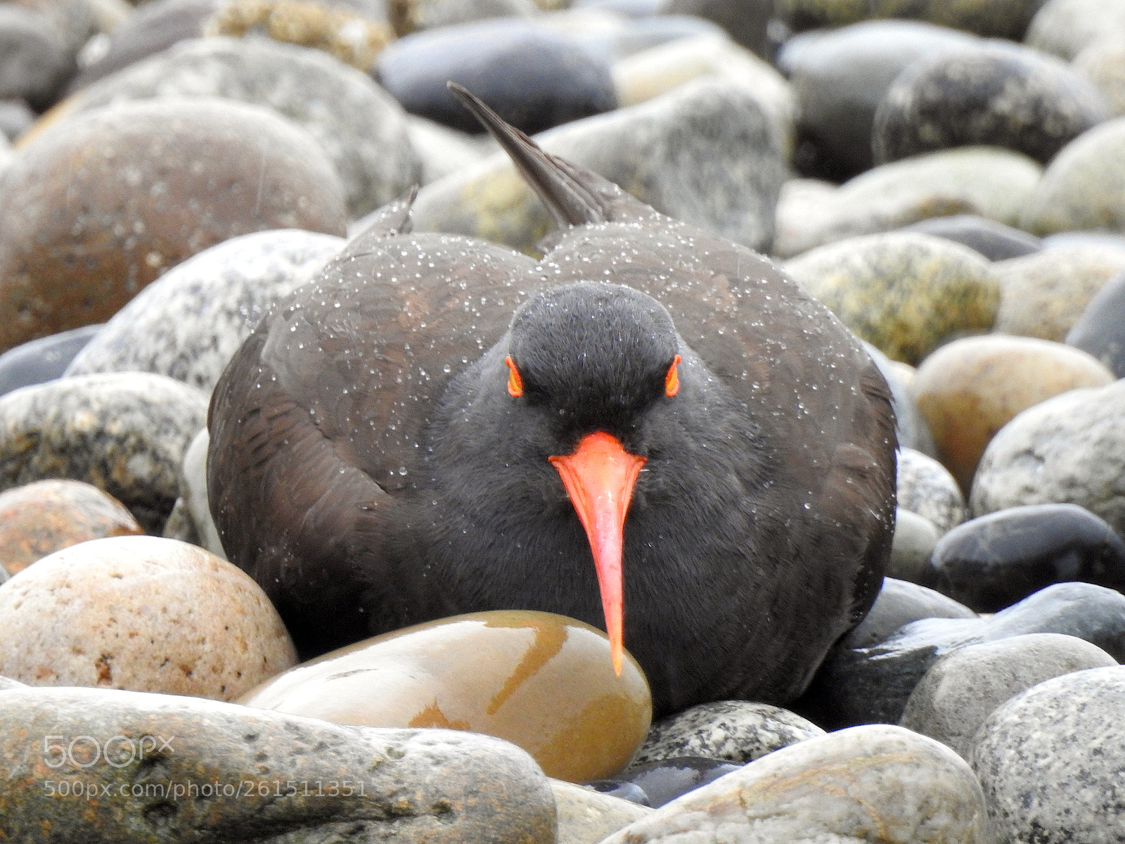 Nikon Coolpix P900 sample photo. Oystercatcher photography
