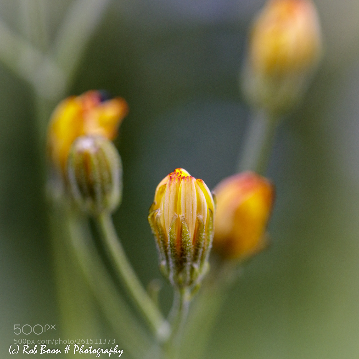 Canon EOS 5DS sample photo. Weed photography