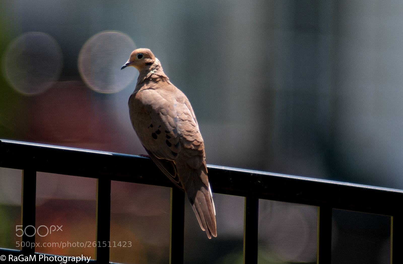 Nikon D300 sample photo. Mourning dove photography