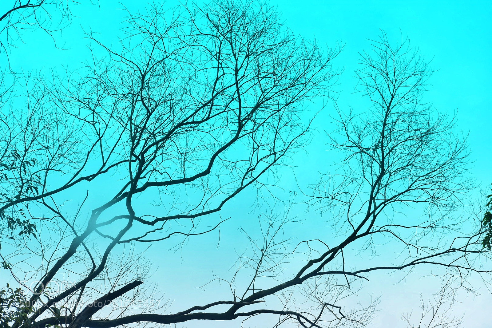 Nikon D3400 sample photo. Branches photography