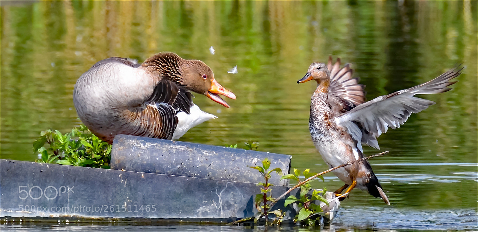 Nikon D500 sample photo. Don't think about it photography
