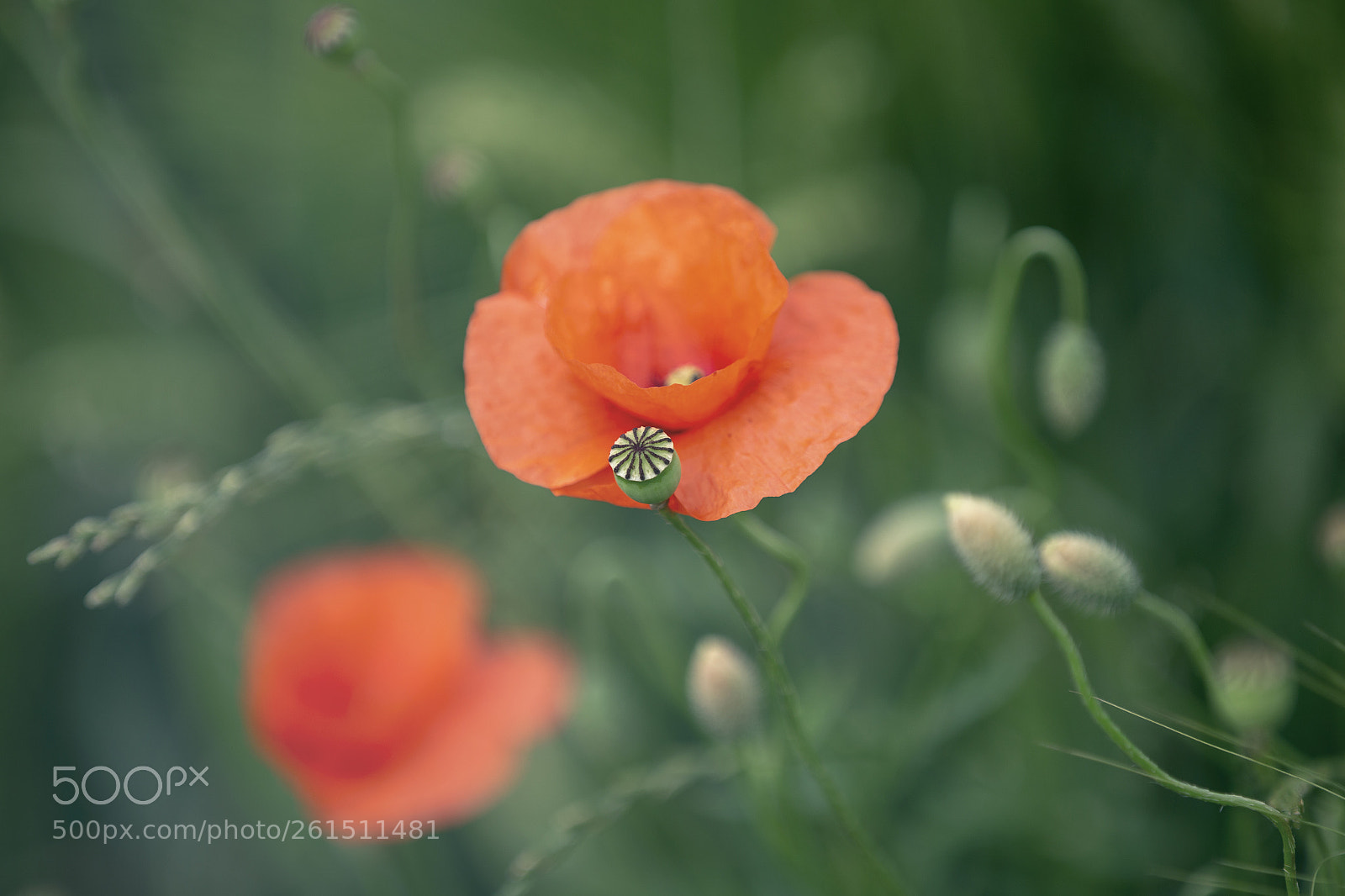Canon EOS 6D sample photo. Papaver rhoeas | common poppy photography