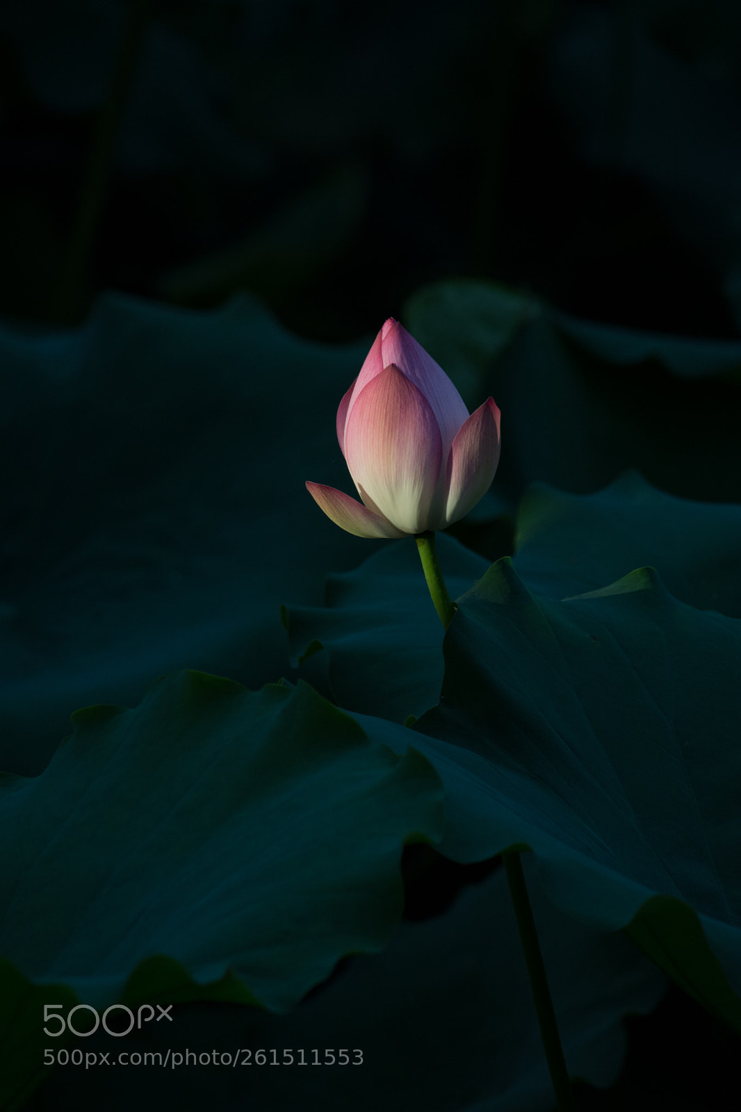 Nikon D7100 sample photo. Untitled photography