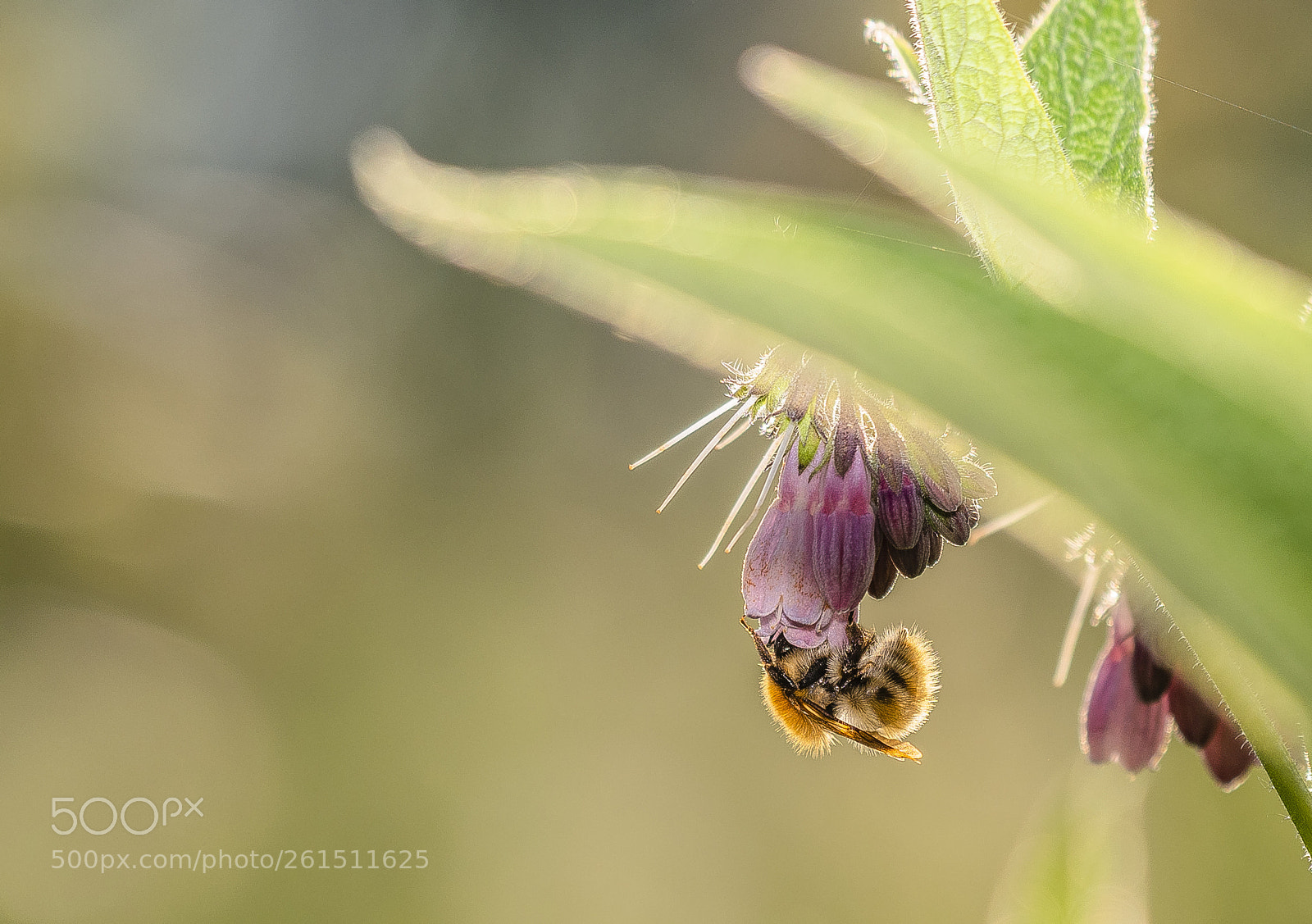 Nikon D500 sample photo. Rimlight bumblebee. photography
