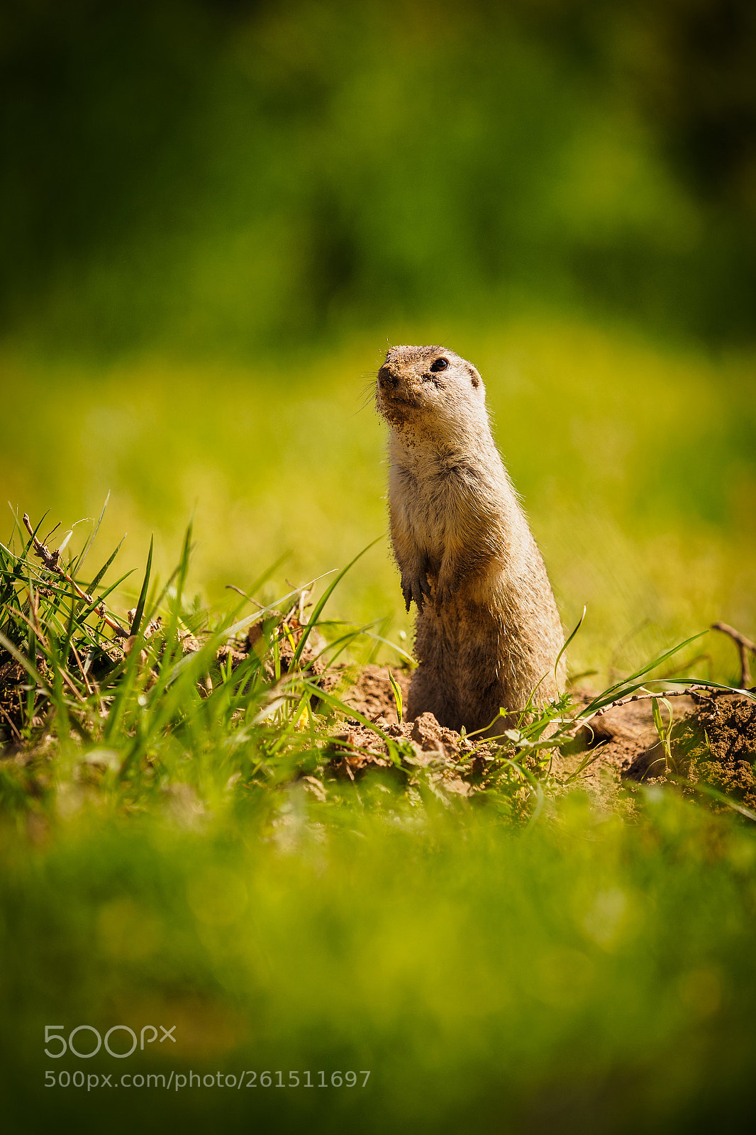 Olympus OM-D E-M5 II sample photo. Spermophilus citellus photography