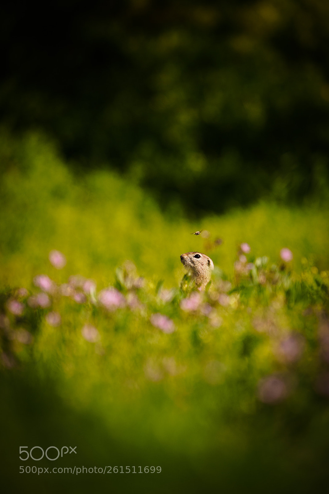 Olympus OM-D E-M5 II sample photo. Spermophilus citellus photography