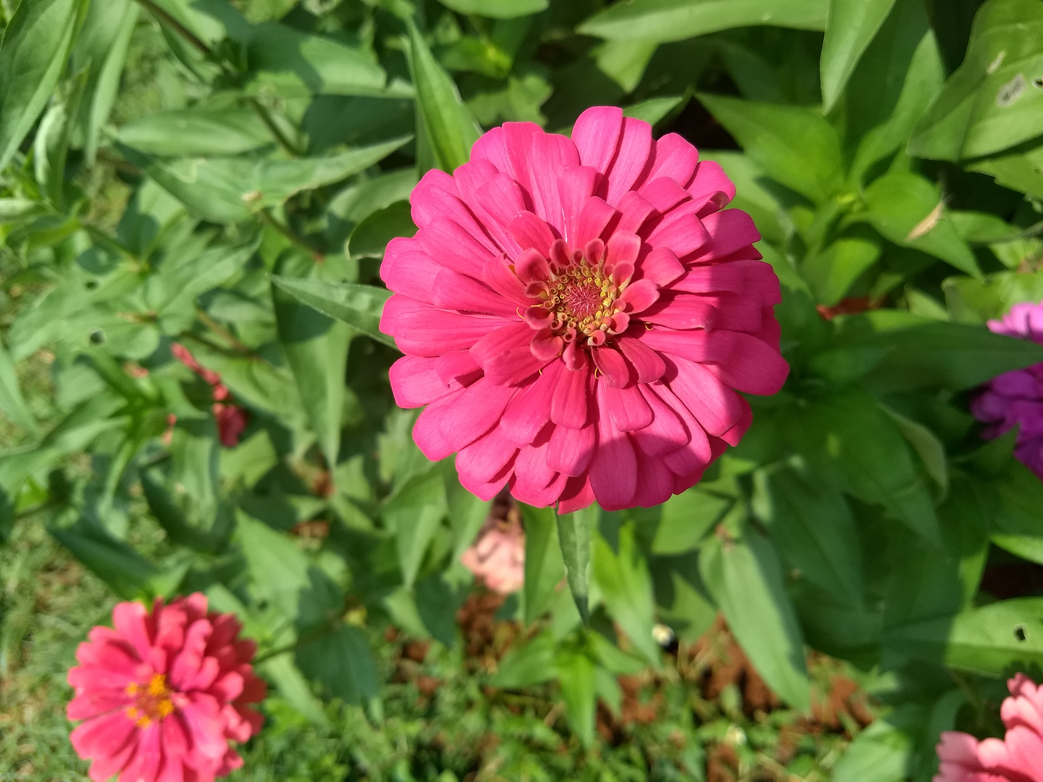 Motorola Moto G (5) Plus sample photo