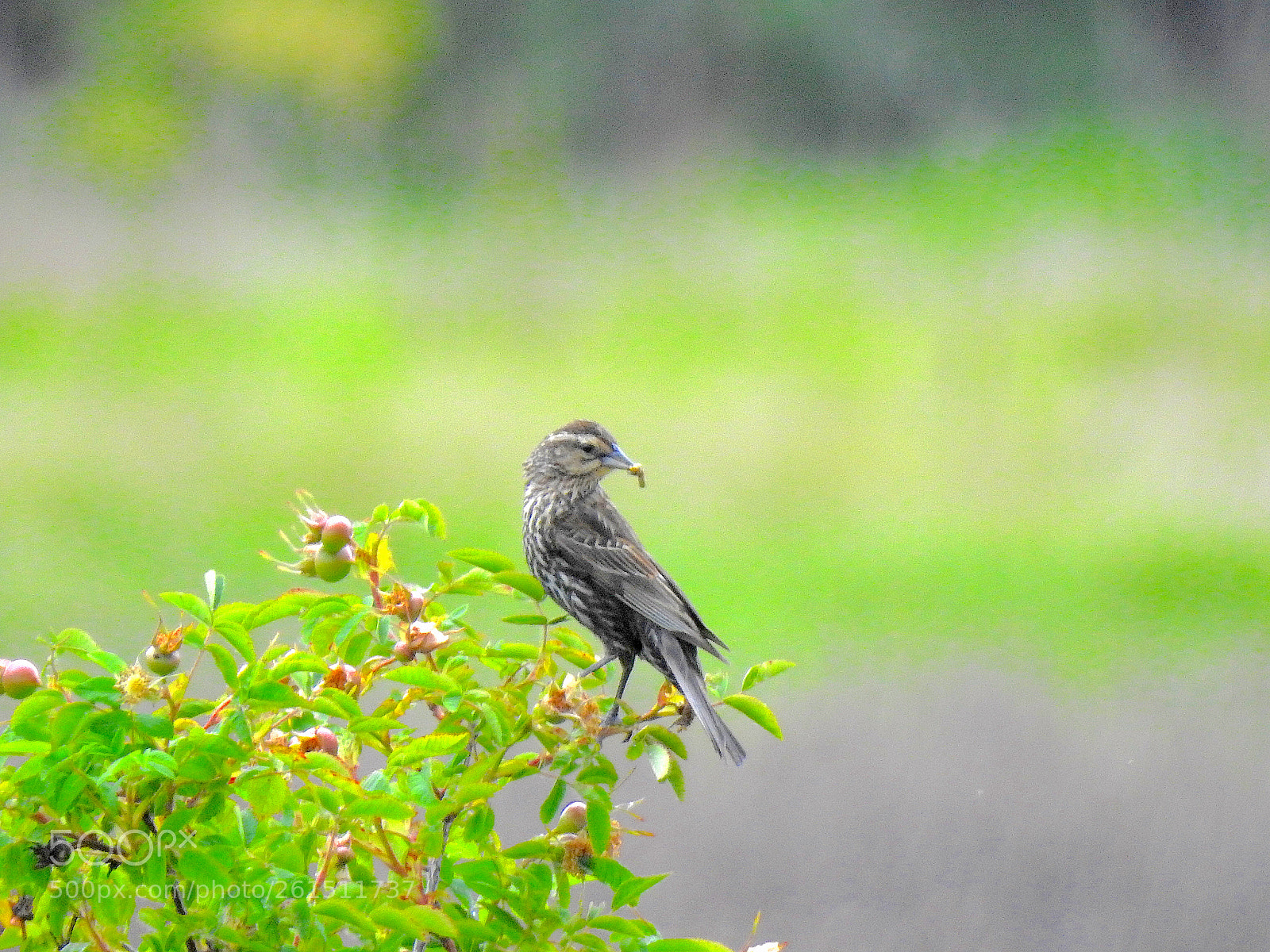 Nikon Coolpix P900 sample photo. Blackbird photography