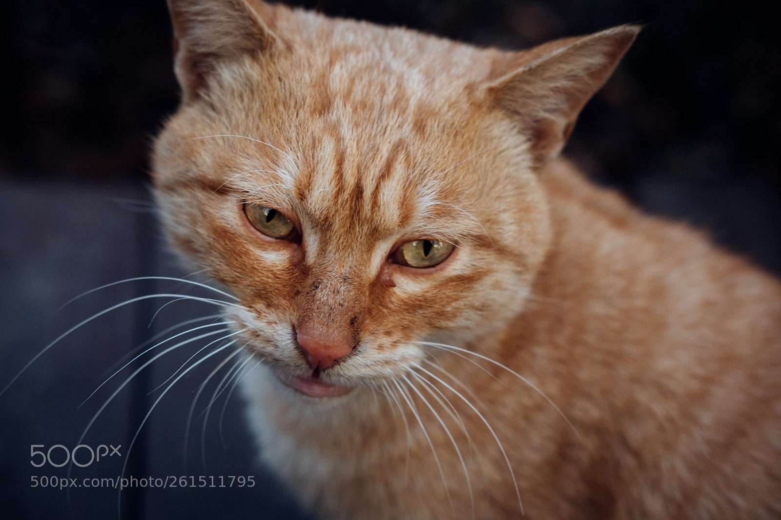Fujifilm X-T20 sample photo. 一只愁眉苦脸的猫 photography
