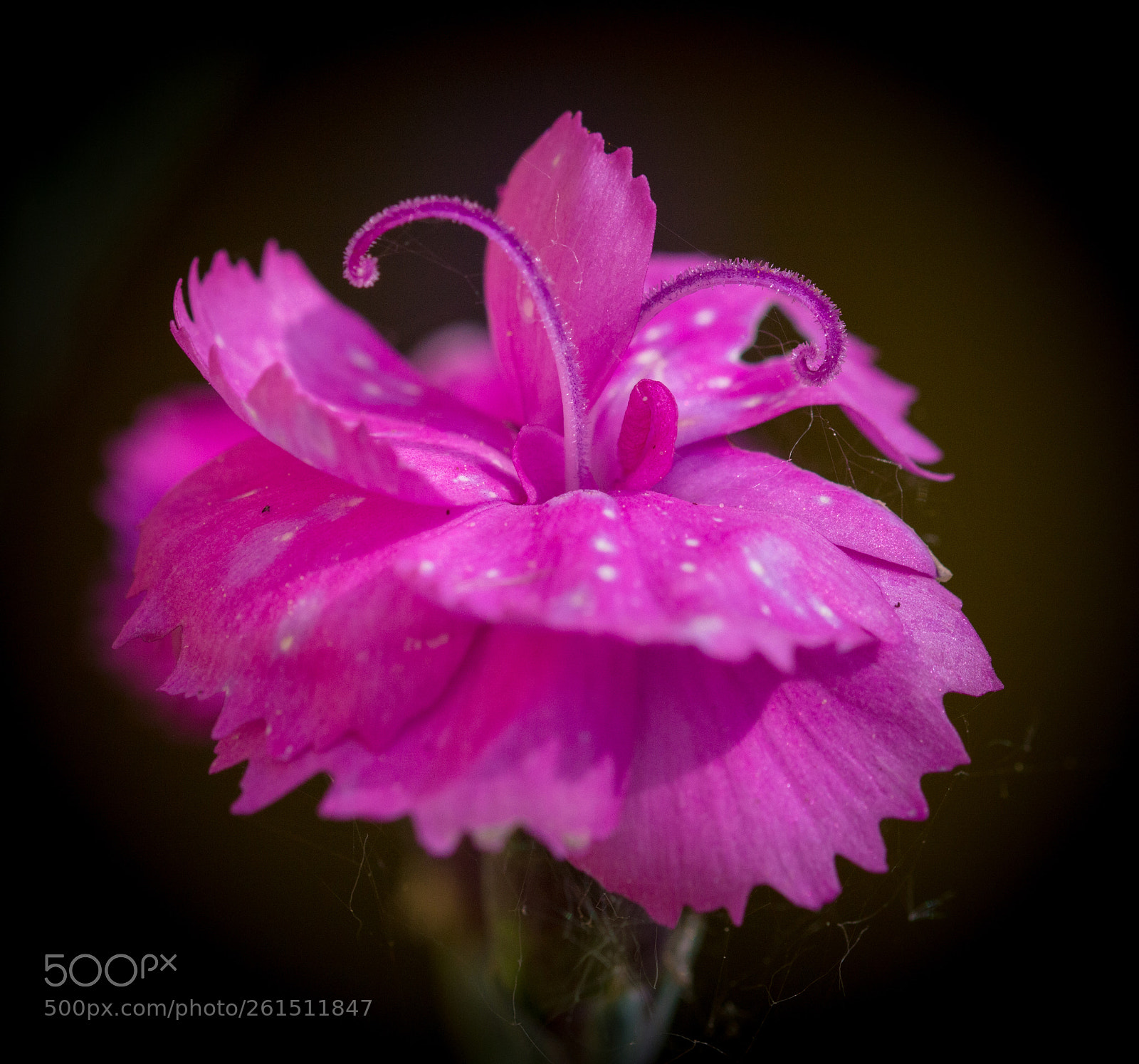 Nikon D3200 sample photo. Pink photography