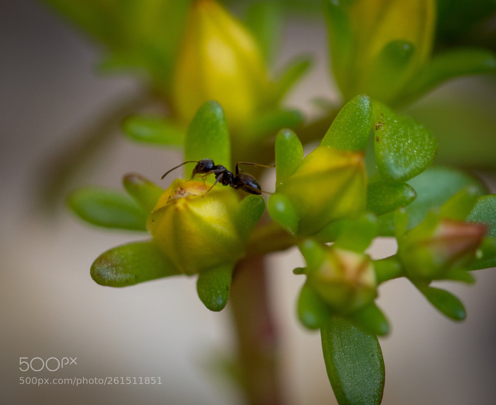 Nikon D3200 sample photo. Close up of ant photography