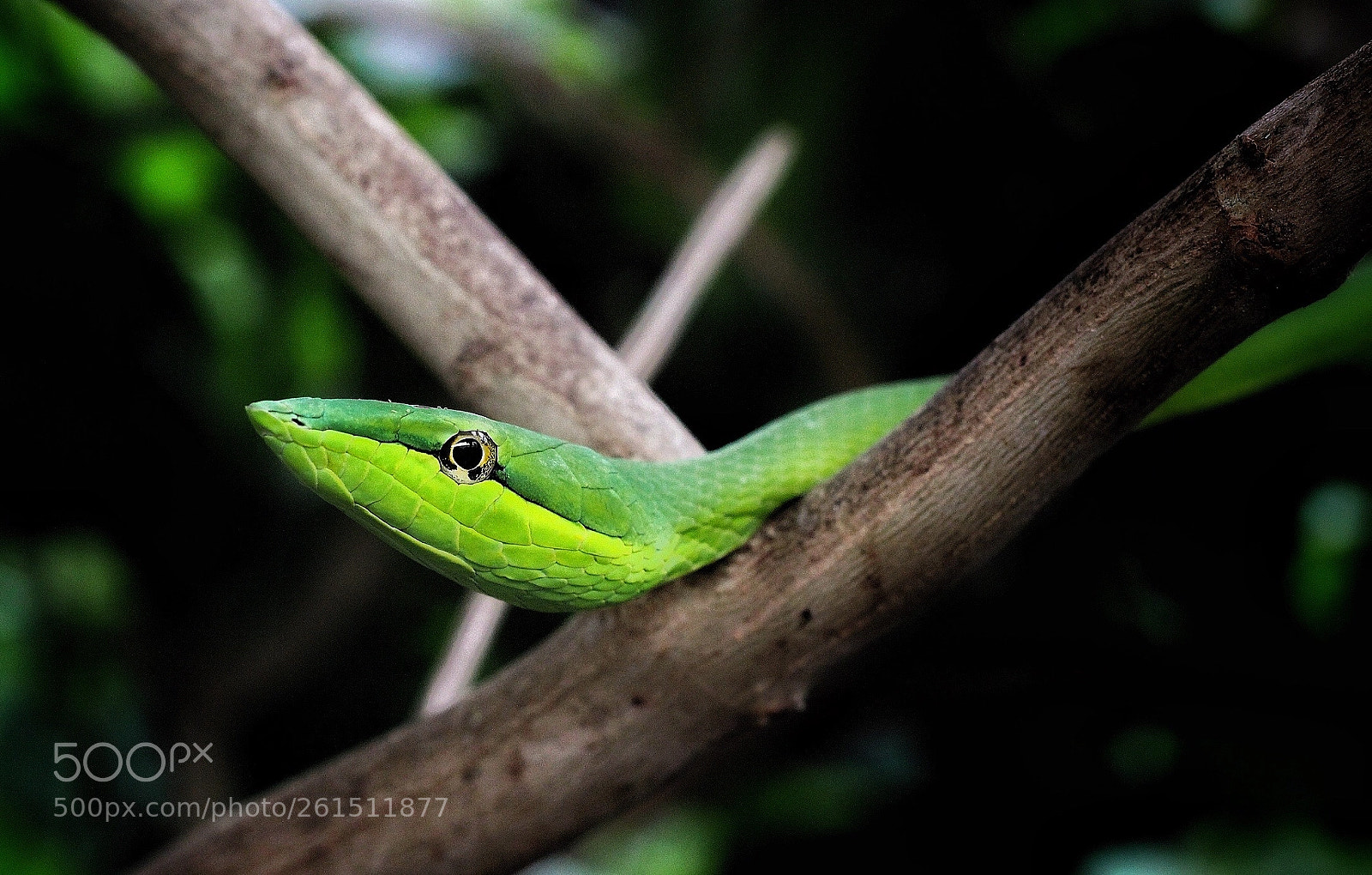 Canon EOS 600D (Rebel EOS T3i / EOS Kiss X5) sample photo. Green vine snake oxybelis photography