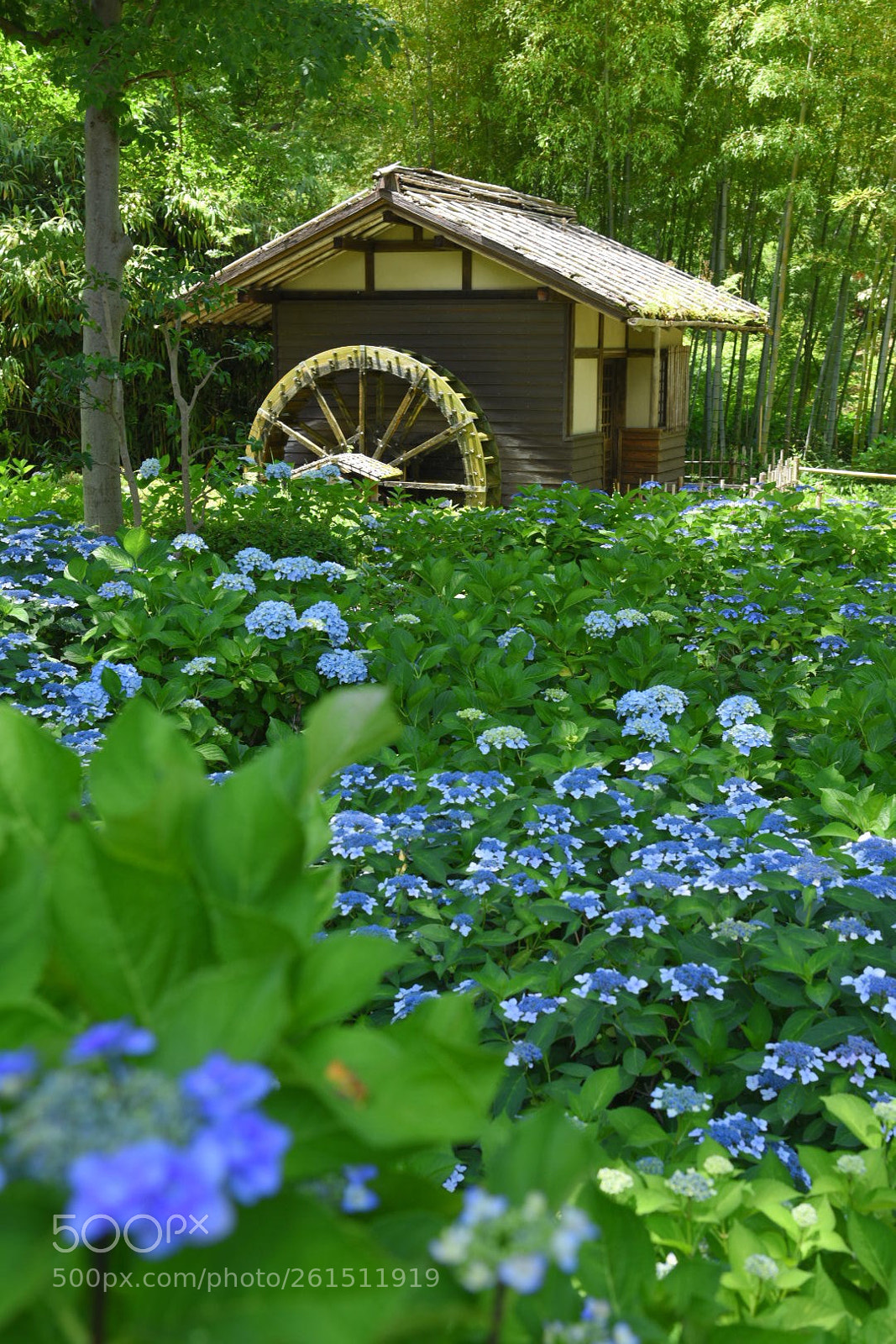 Nikon D750 sample photo. Village photography