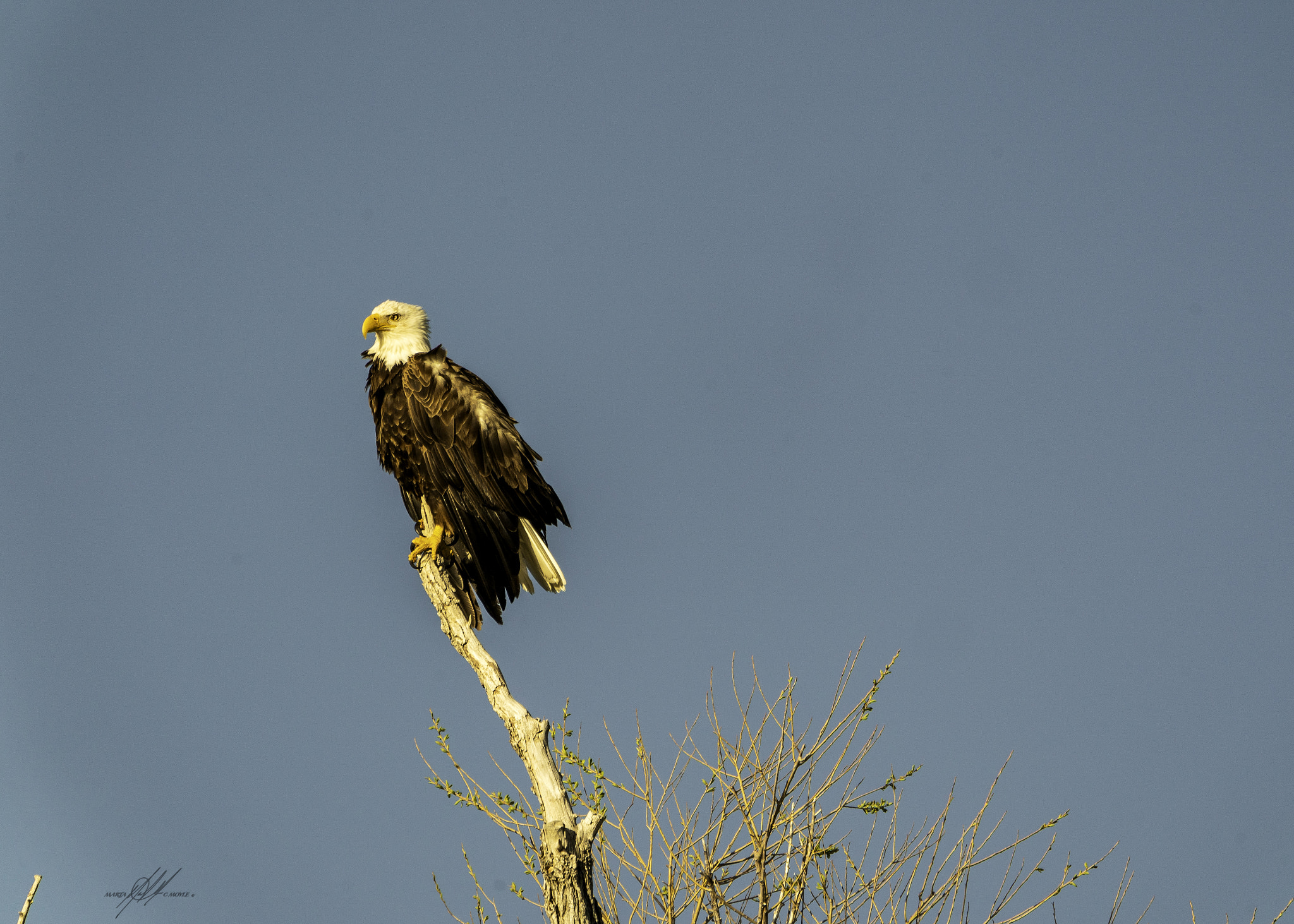 Sony a9 sample photo. Idaho bald eagle photography