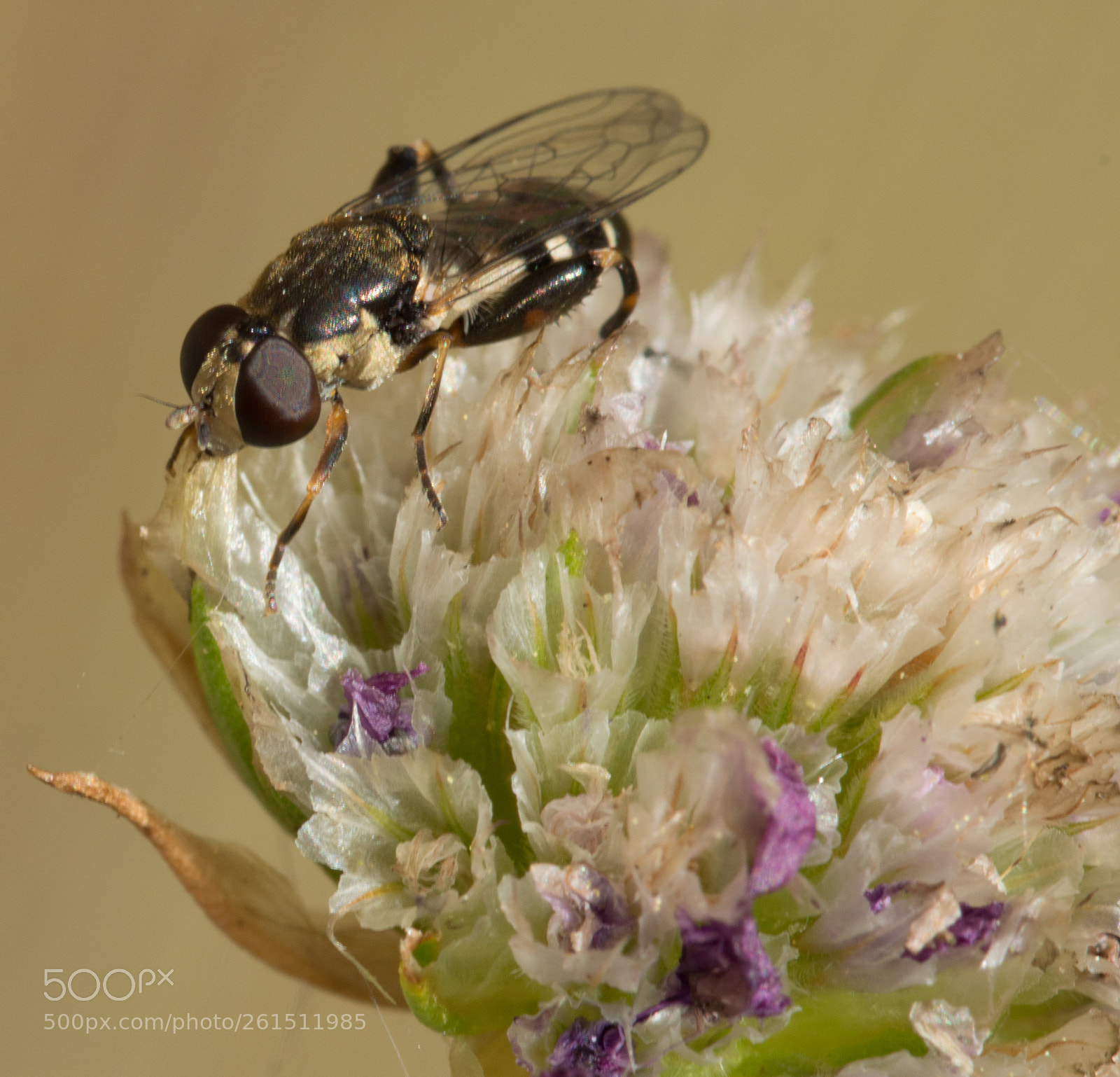 Nikon D3200 sample photo. Hover fly photography