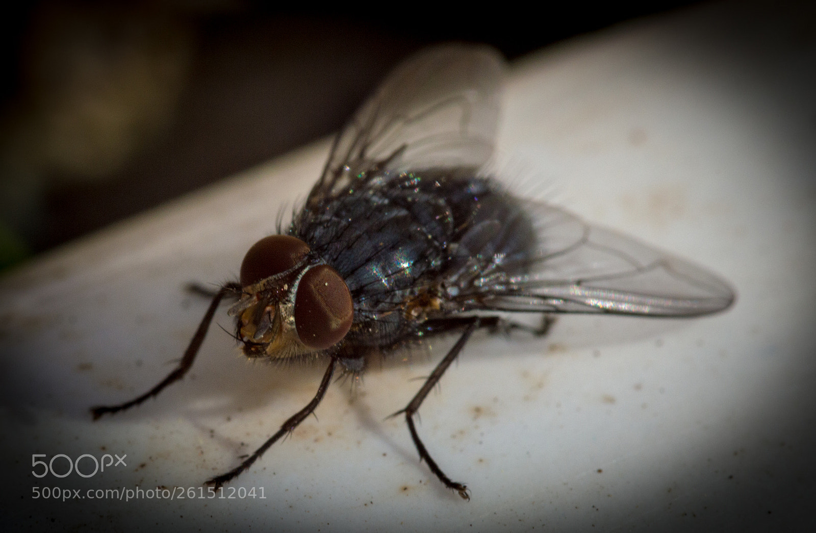 Nikon D3200 sample photo. Blue bottle photography