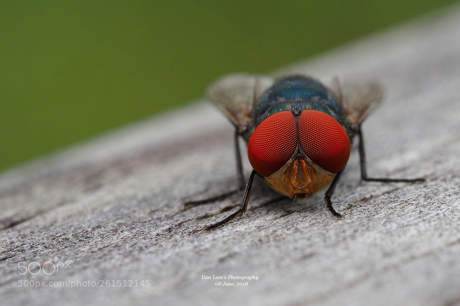 Olympus OM-D E-M1 Mark II sample photo. Red compound eyes photography