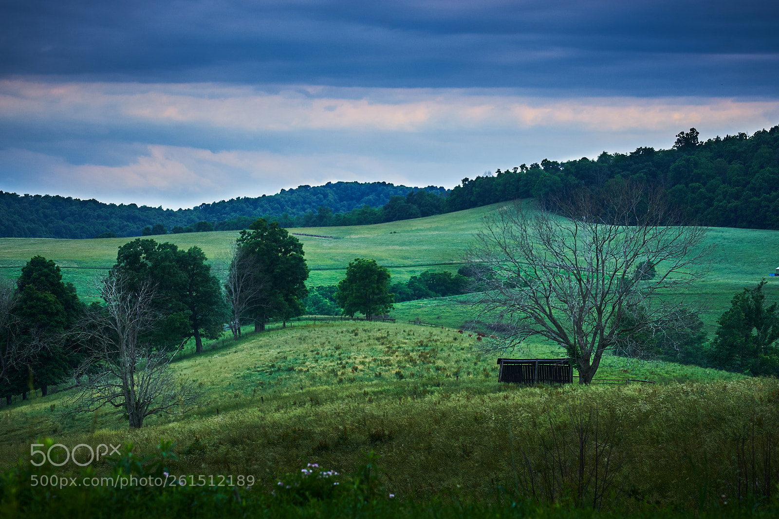 Sony a7 II sample photo. Dead trees and the photography