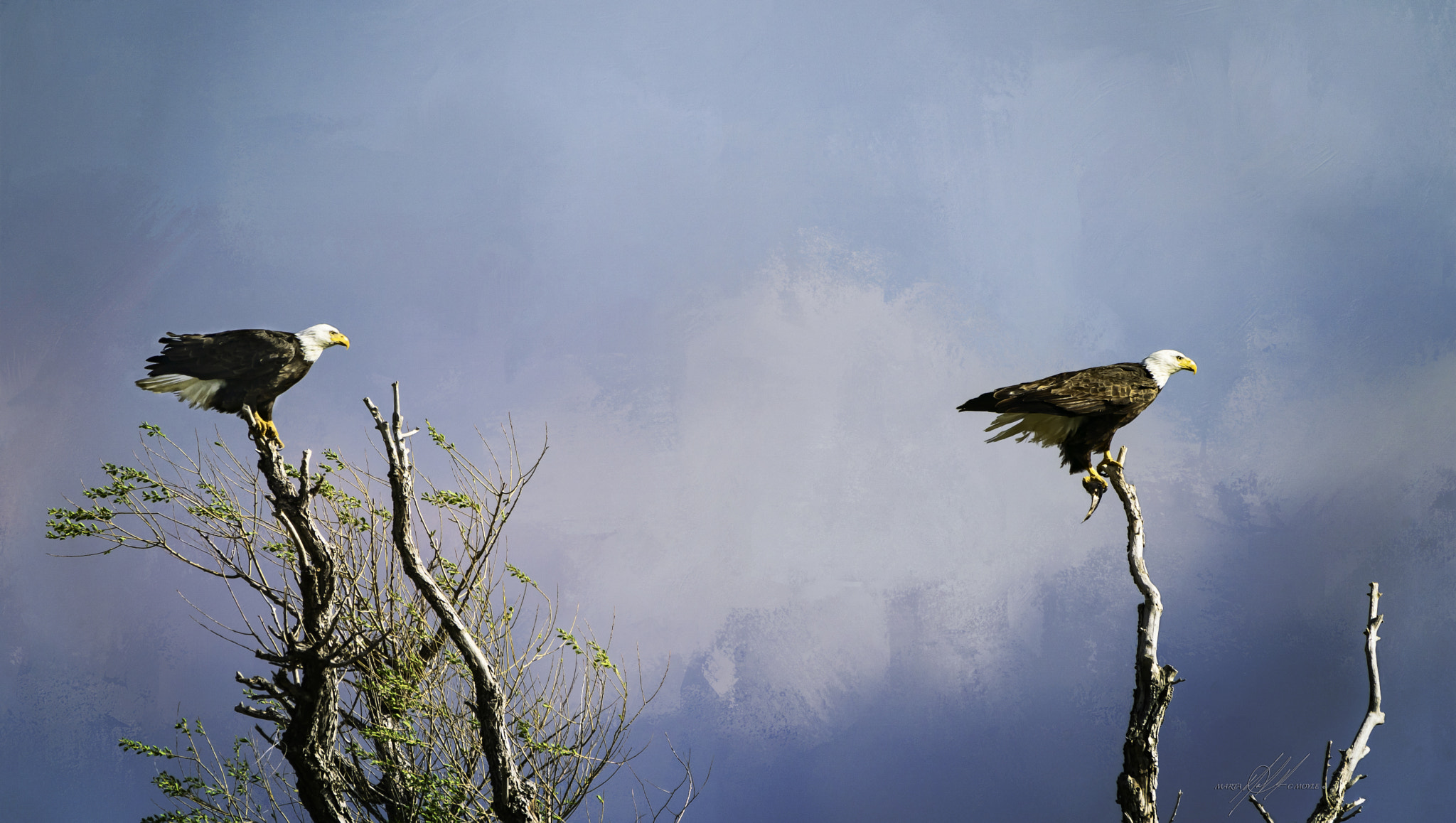 Sony a9 sample photo. Idaho eagles and one trout photography