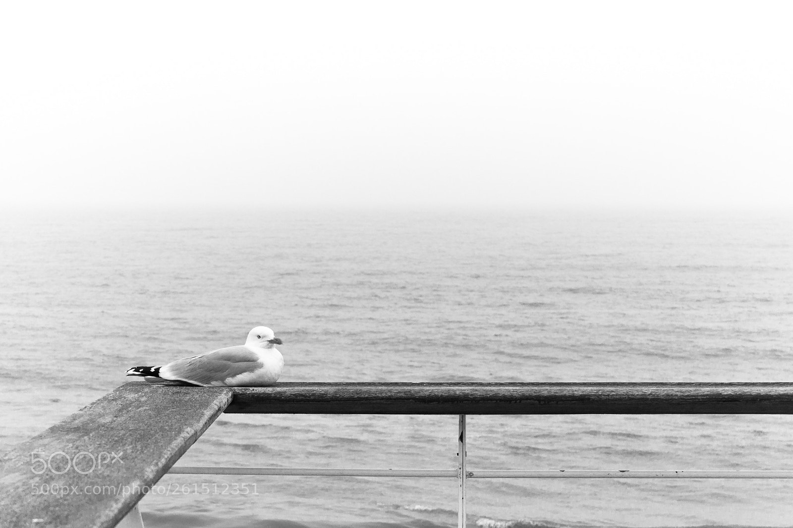 Canon EOS 600D (Rebel EOS T3i / EOS Kiss X5) sample photo. Seagull photography