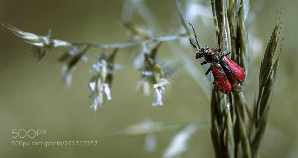 Nikon D600 sample photo. Визионер photography