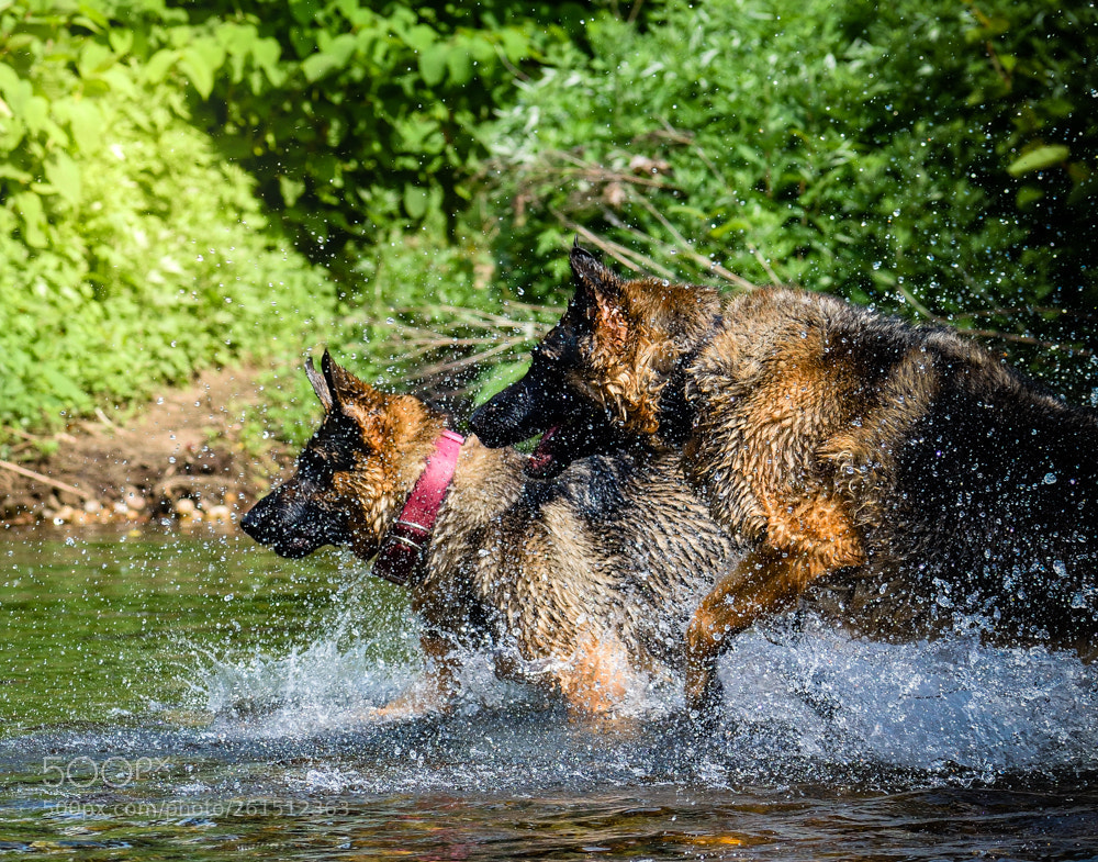 Nikon D5600 sample photo. My girls photography