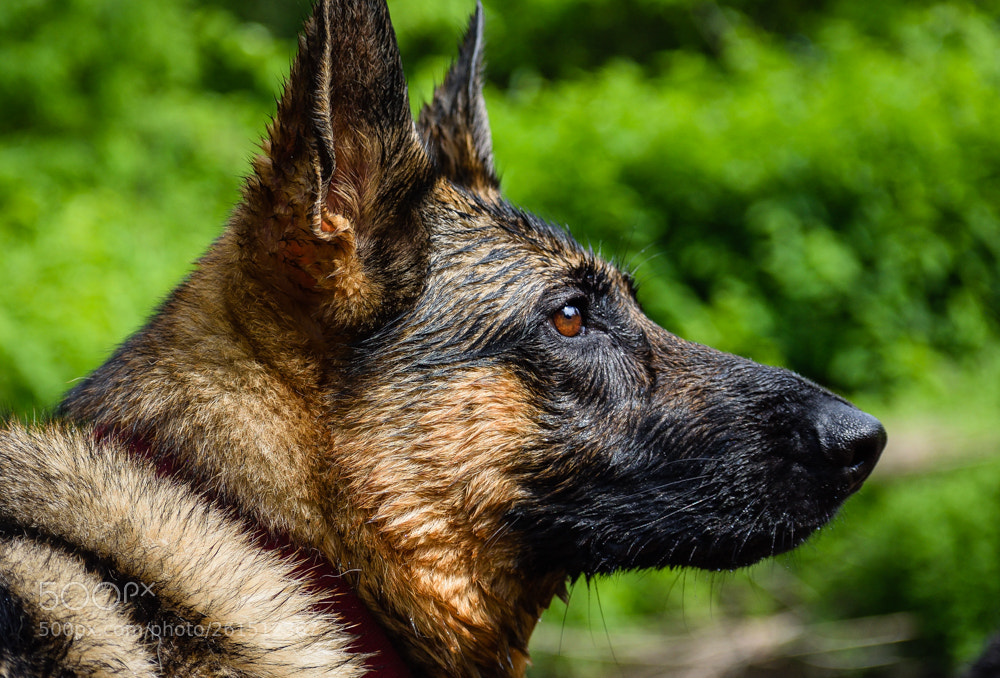 Nikon D5600 sample photo. My girls photography
