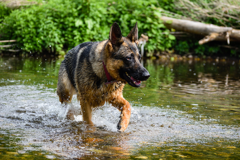 Nikon D5600 sample photo. My girls photography