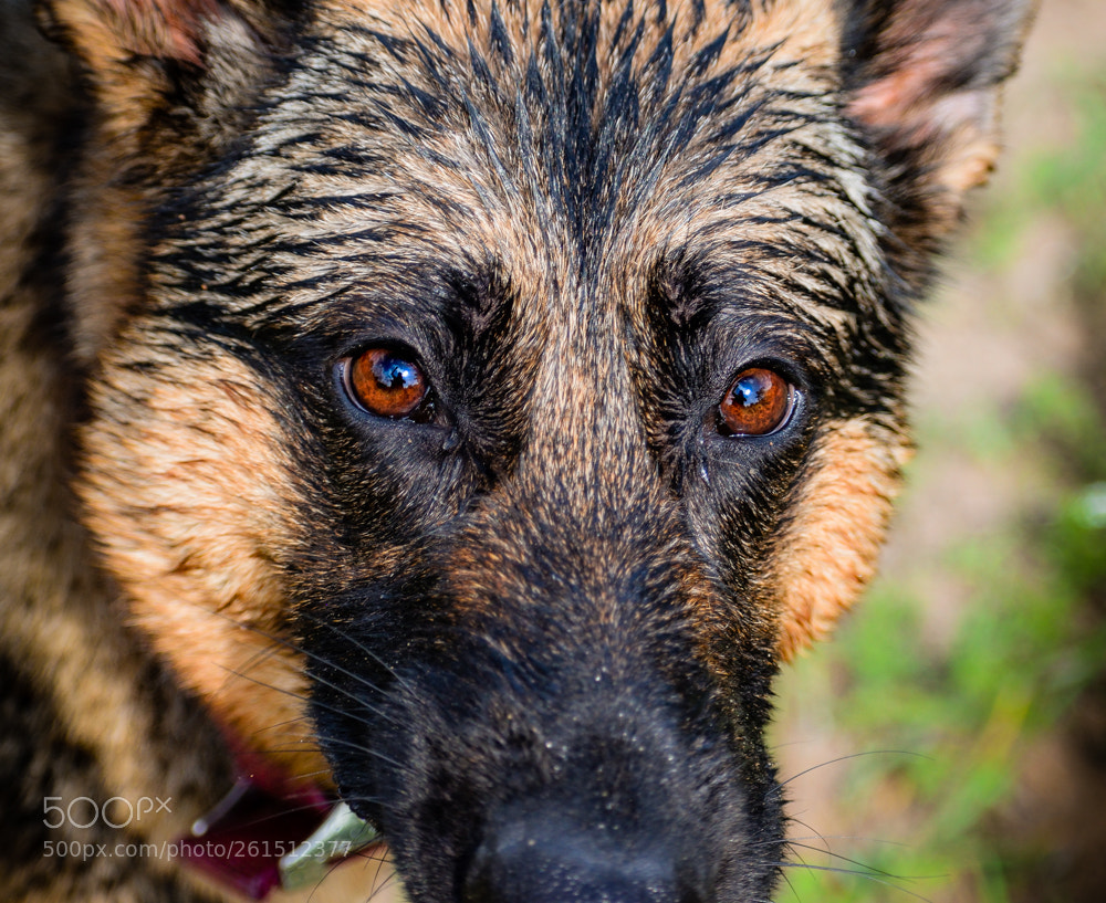 Nikon D5600 sample photo. My girls photography