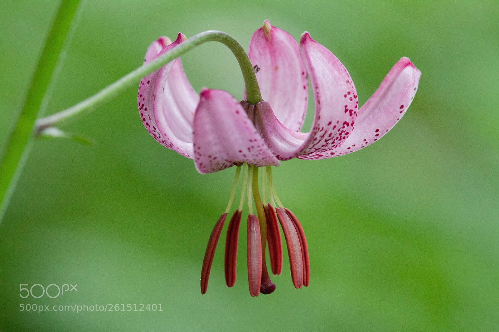 Canon EOS 7D sample photo. Lilium martagon photography