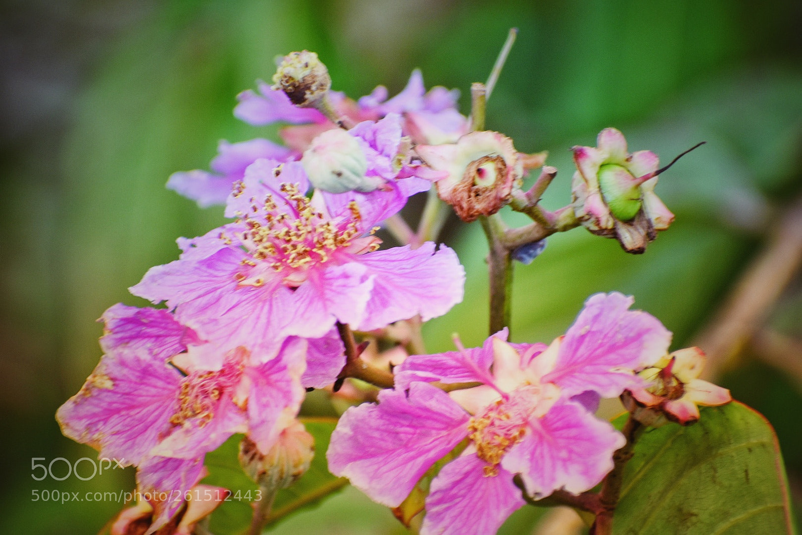 Nikon D3400 sample photo. Pink flower photography