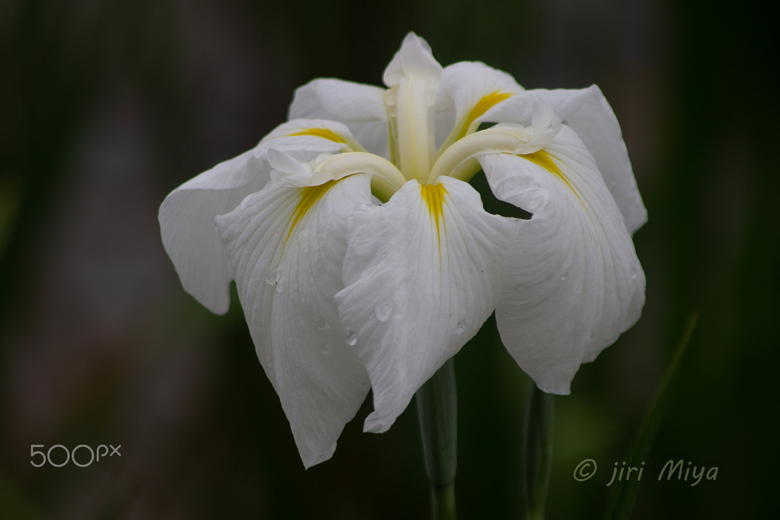 Canon EOS 600D (Rebel EOS T3i / EOS Kiss X5) sample photo. Cool photography