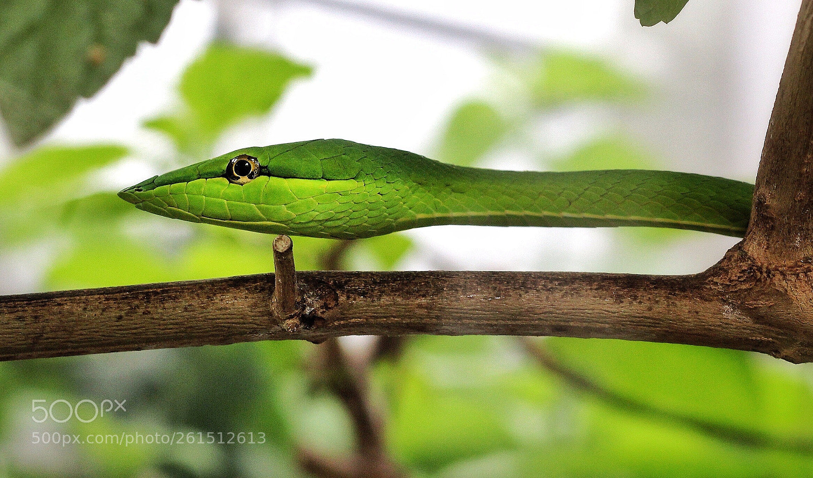 Canon EOS 600D (Rebel EOS T3i / EOS Kiss X5) sample photo. Bejuquilla verde (oxybelis fulgidus) photography