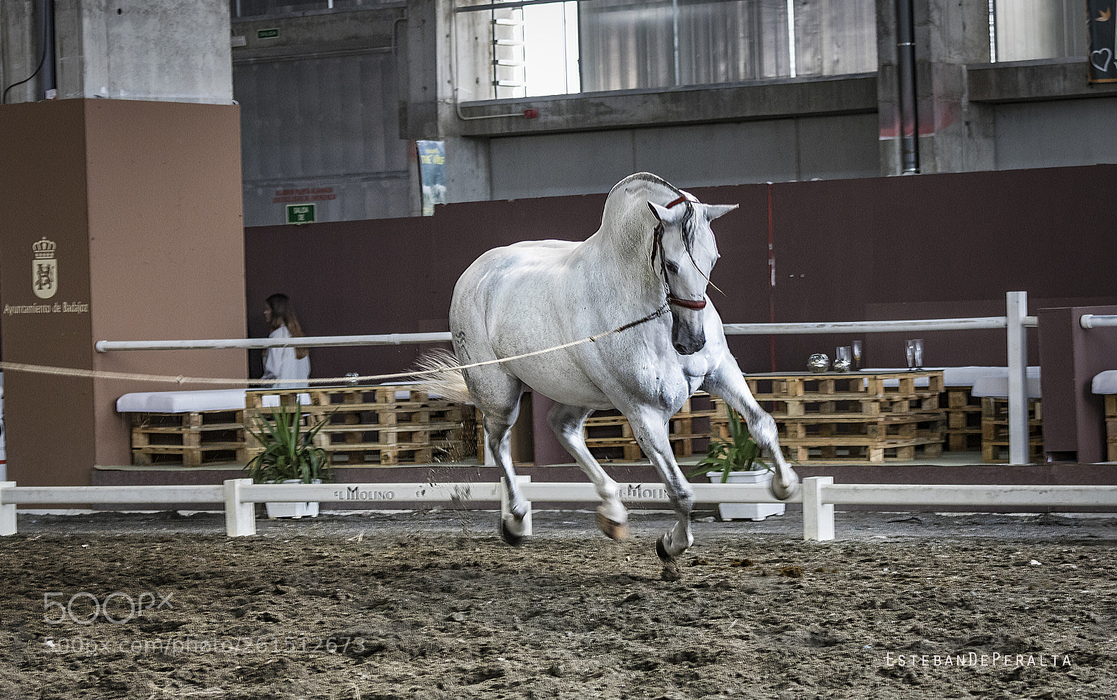 Canon EOS 750D (EOS Rebel T6i / EOS Kiss X8i) sample photo. The great white....... photography