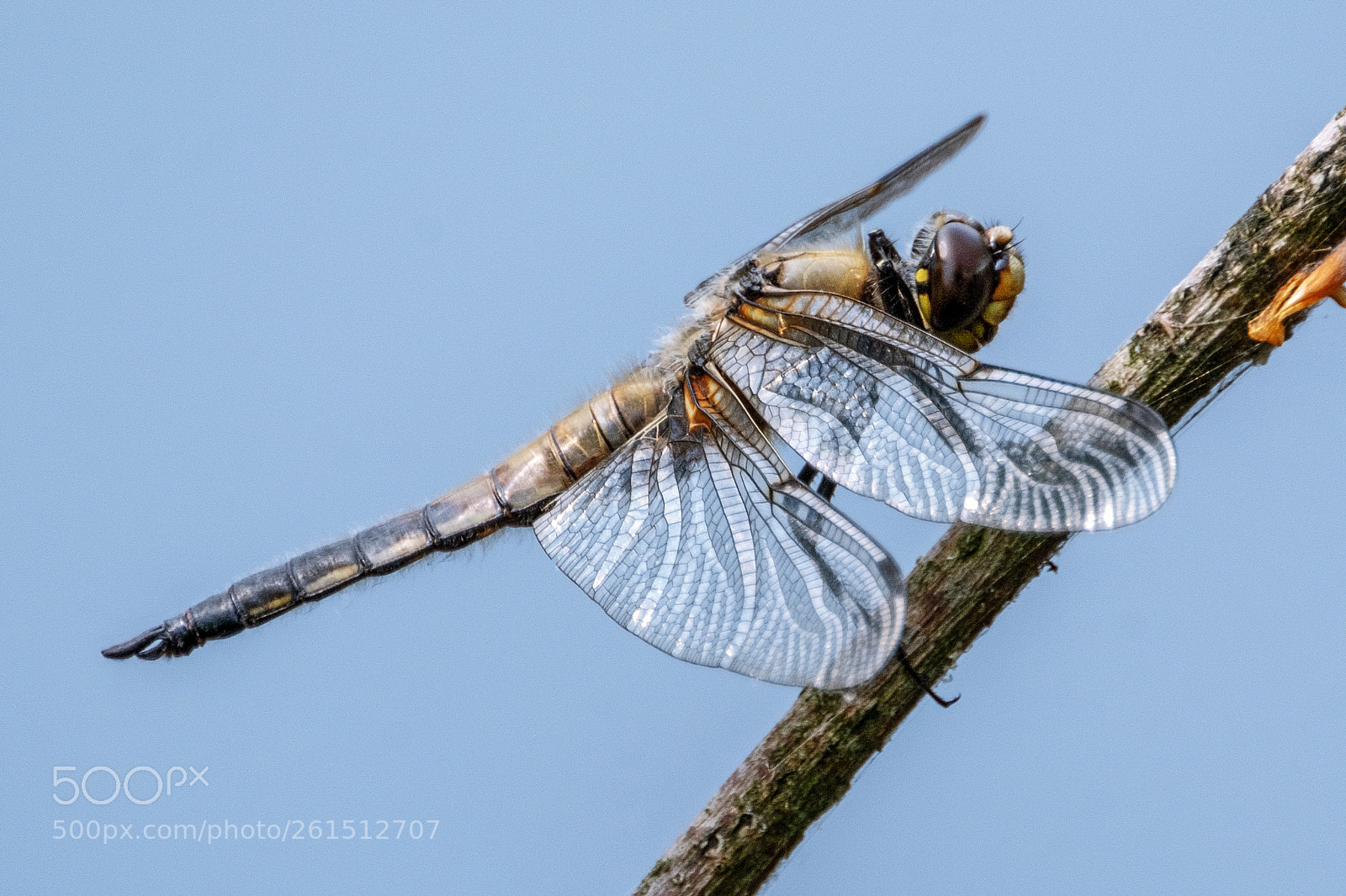Fujifilm X-T2 sample photo. Vierfleck libelle - libellula photography