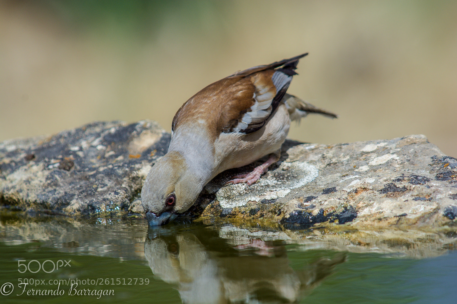 Nikon D7100 sample photo. Picogordo drinking photography