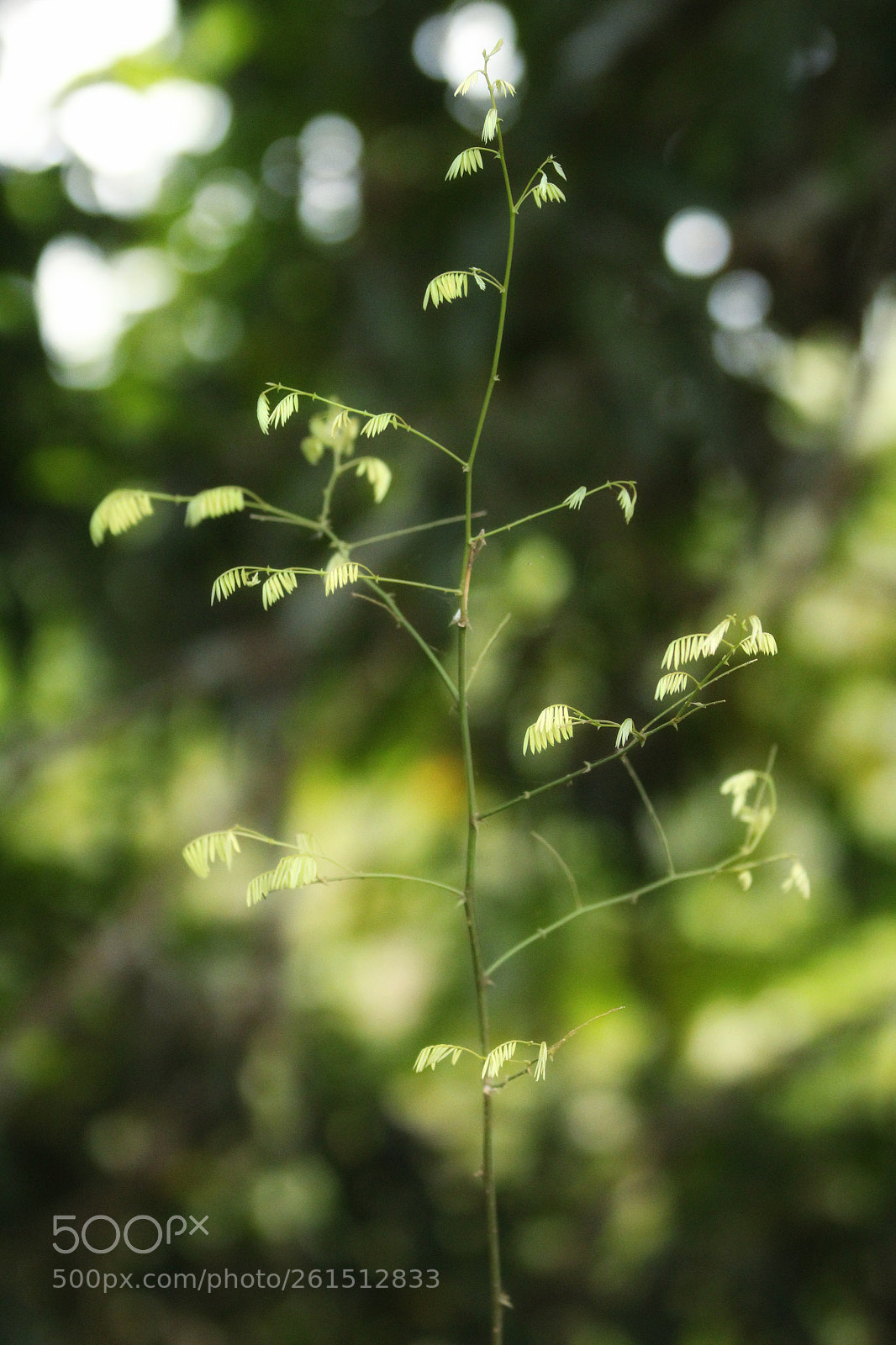 Canon EOS 1300D (EOS Rebel T6 / EOS Kiss X80) sample photo. New leaves photography
