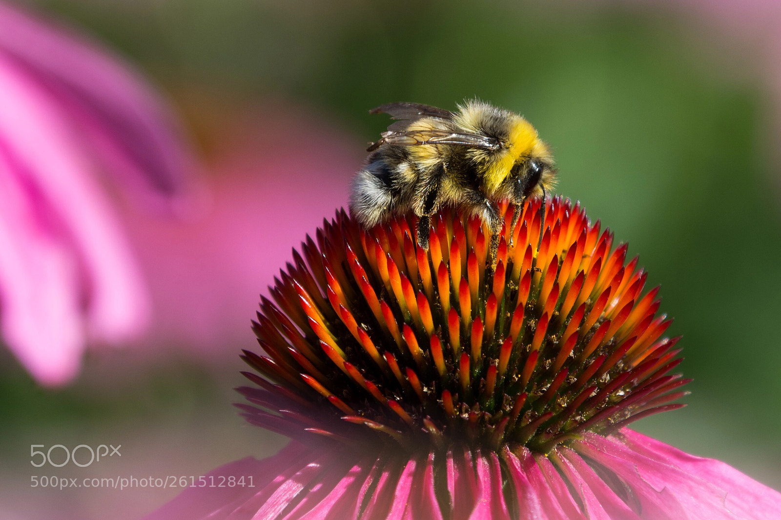 Nikon D7100 sample photo. Honey in the making photography