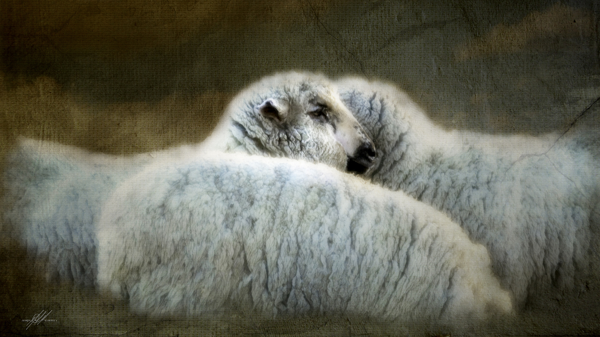 Sony a9 sample photo. Idaho  sheep photography