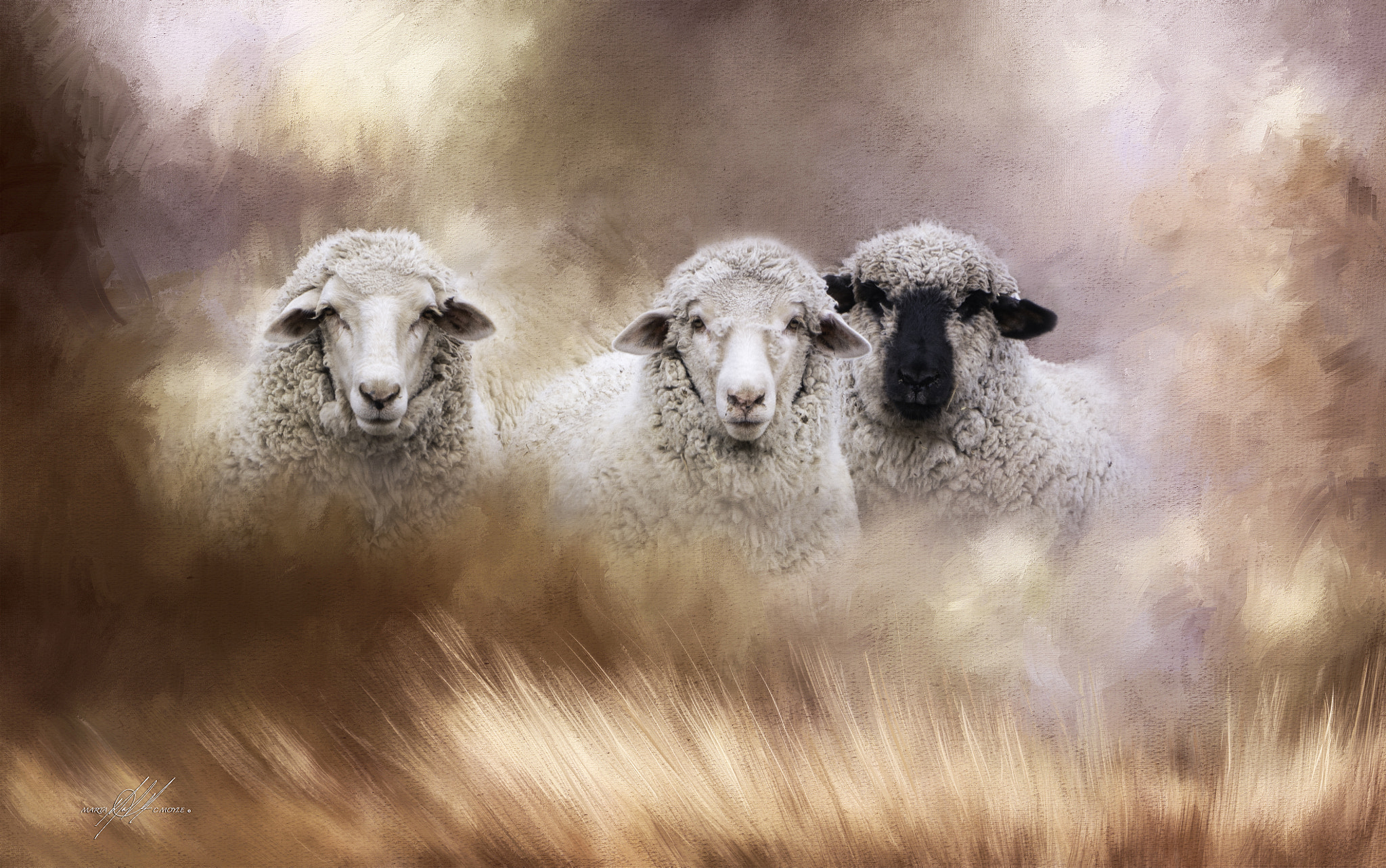 Sony a9 sample photo. Three sheep photography
