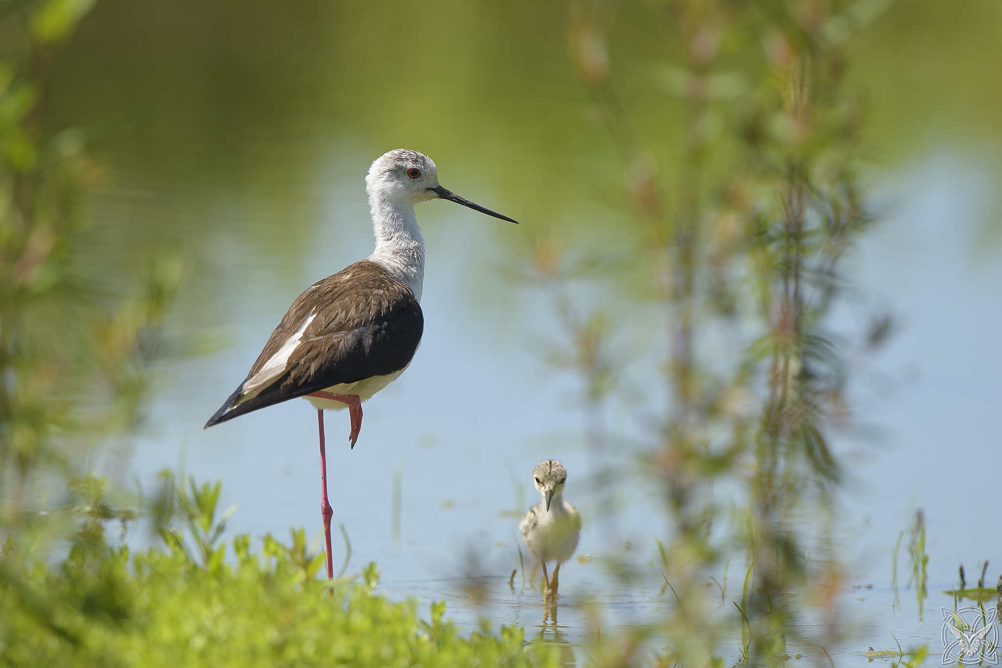 Nikon D4S sample photo. Himantopus himantopus, cavaliere d'italia, Échasse blanche, black-winged stilt photography