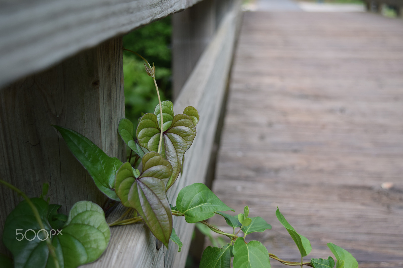 Nikon D5300 sample photo. Dsc photography