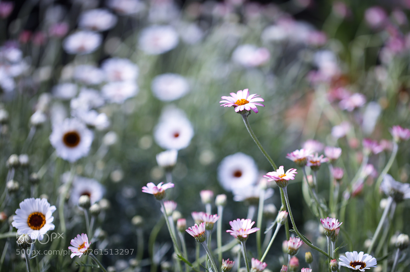 Canon EOS 5D Mark IV sample photo. Marguerite photography