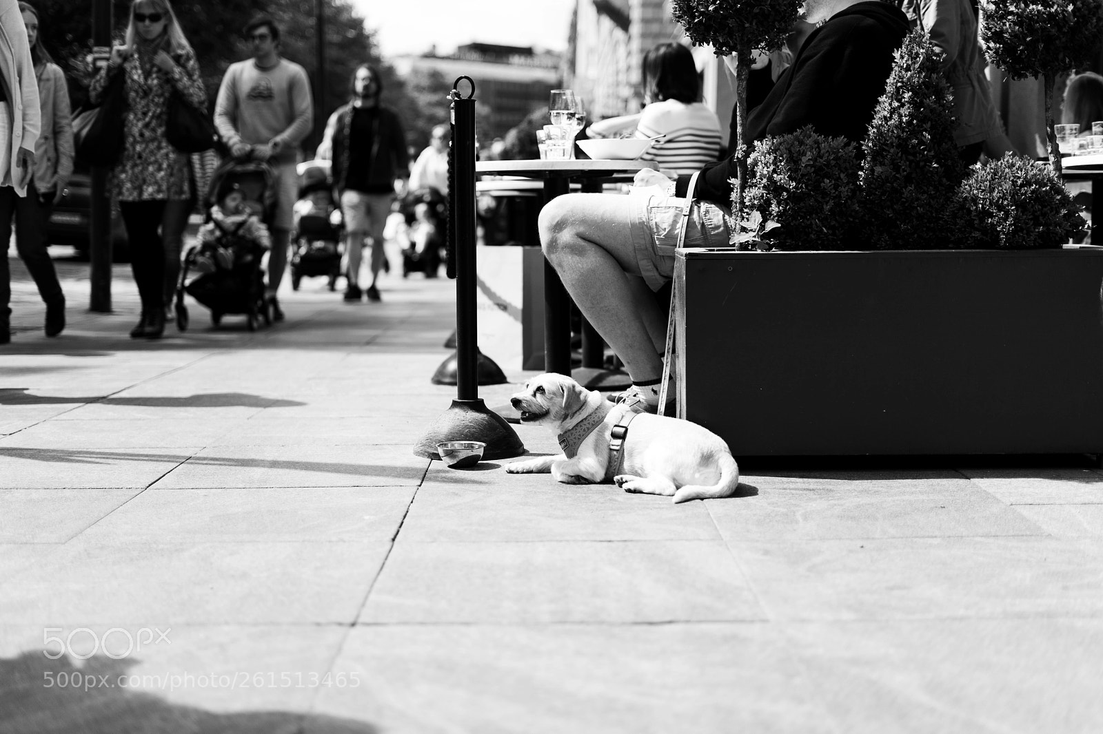 Sony a7 II sample photo. Dog on sunny day photography