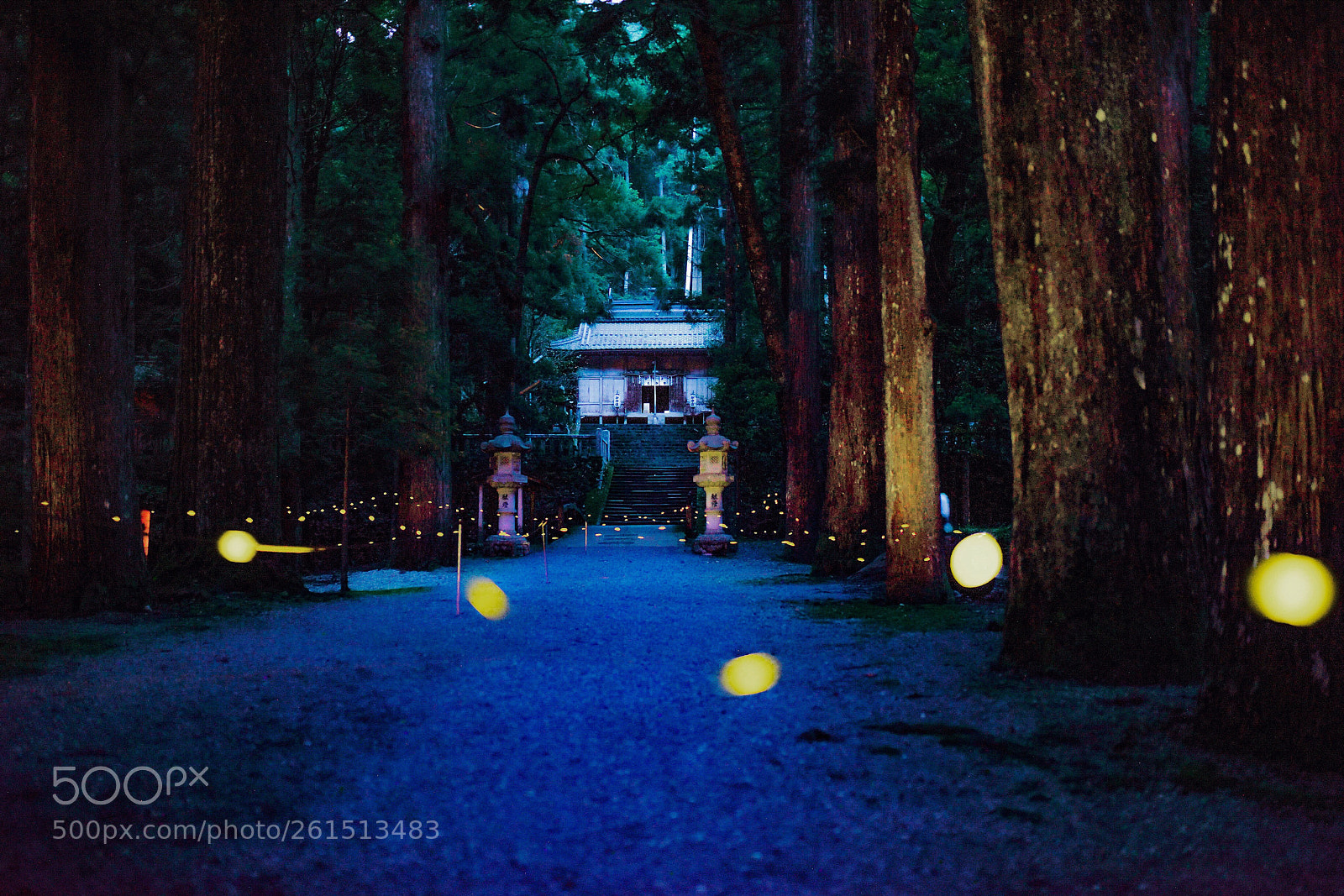 Nikon D810 sample photo. ほたる photography
