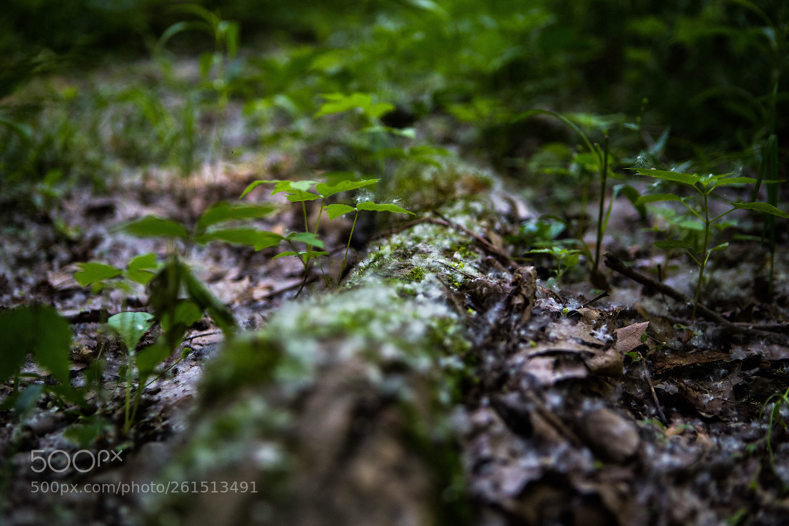 Canon EOS 6D sample photo. A fairy homeland photography