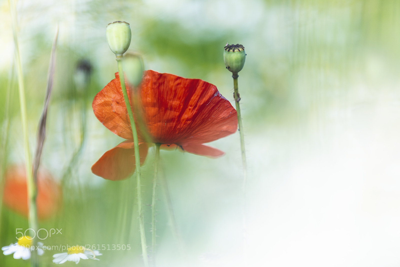 Canon EOS 6D sample photo. Papaver rhoeas | common poppy photography