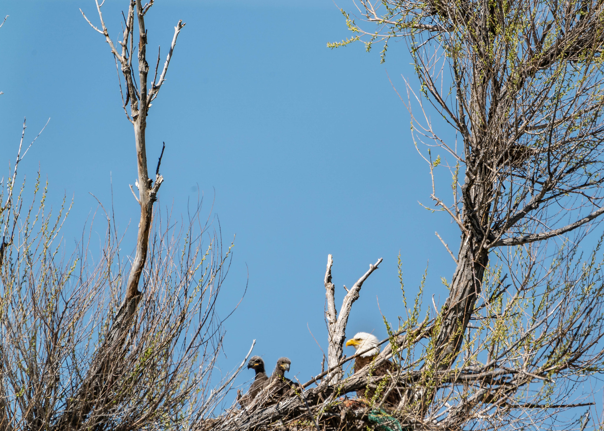 Sony a9 sample photo. Iidaho eagles photography