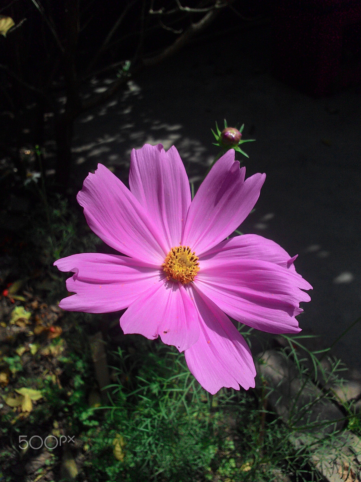 ASUS ZenFone 4 (A400CG) sample photo. Flower photography