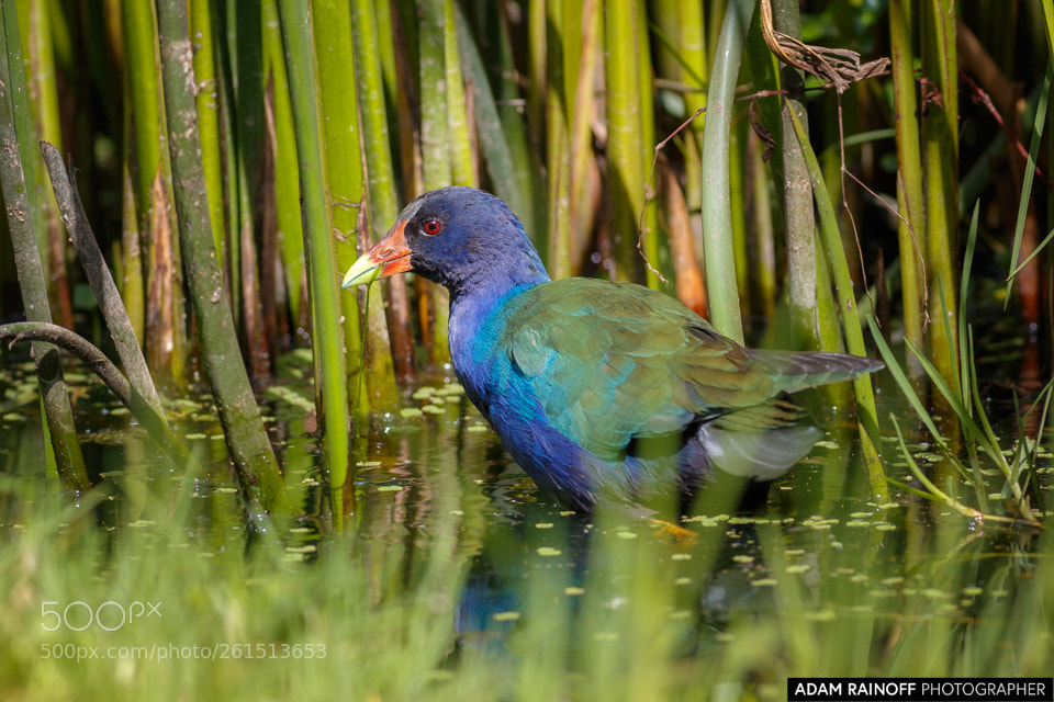 Canon EOS 70D sample photo. Purple gallinule la florida photography